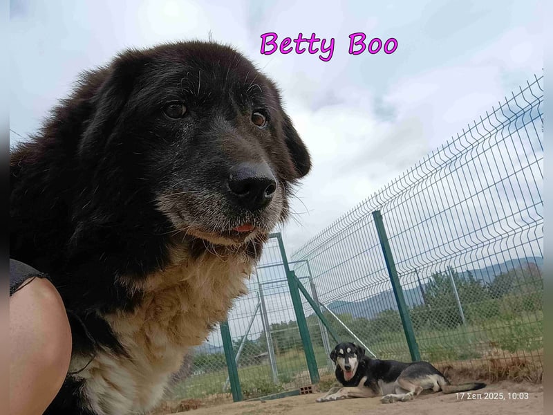 Betty Boo geb. 12/2014 (GRC) - sehr menschenbezogen ältere Dame sucht das Glück!