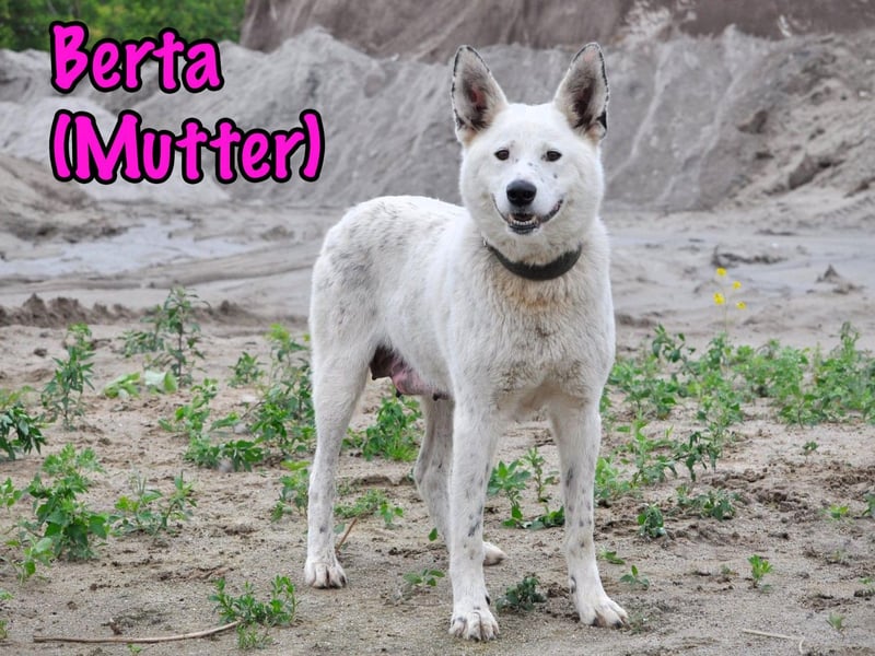 Uma geb. 03/2025 - freundliche und liebevolle Junghündin!