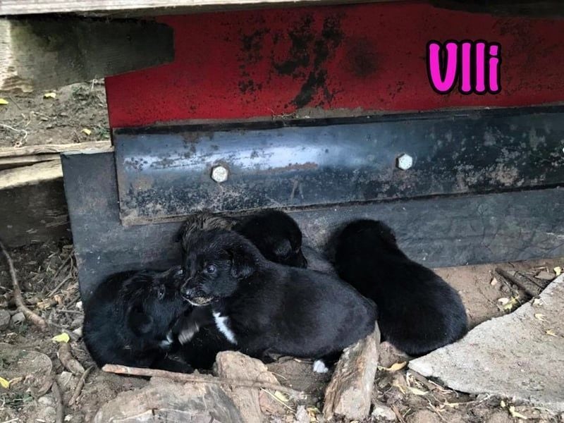 Ulli geb. 03/2025 - fröhliches und neugieriges Mädchen!