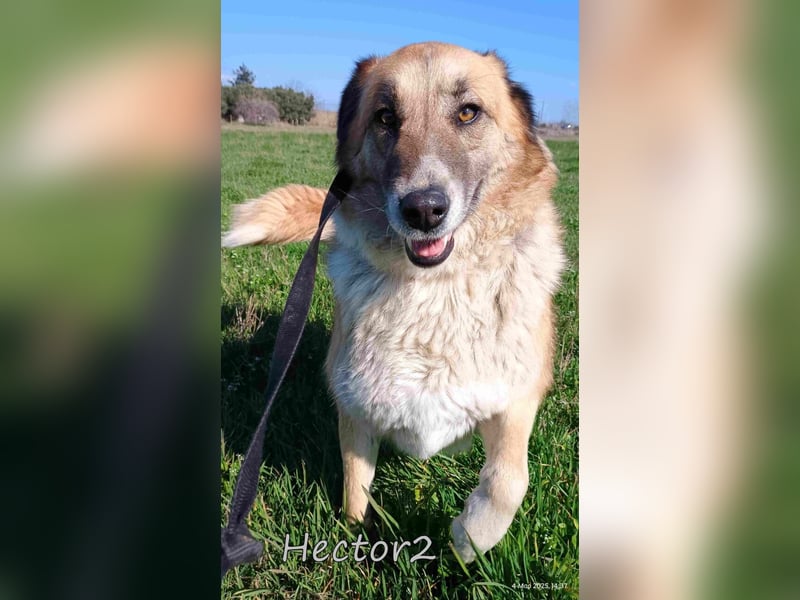 Hector2 geb. 08/2020 (GRC) - ruhiger und freundlicher Rüde wünscht sich eine liebe Familie!