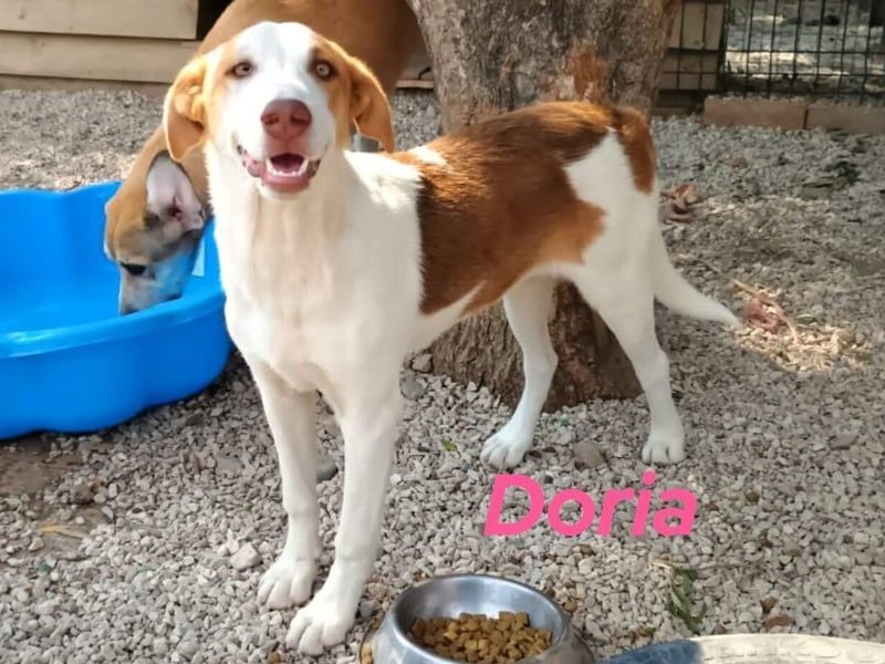 Doria geb. 12/2024 (GRC) - verspielte und verschmuste, kleine Welpin! Doria geb. 12/2024 (GRC) - verspielte und verschmuste, kleine Welpin!