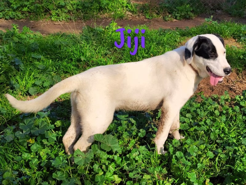Jiji 07/2023 (in Deutschland) - ruhige und sanfte, wundervolle junge Hündin!