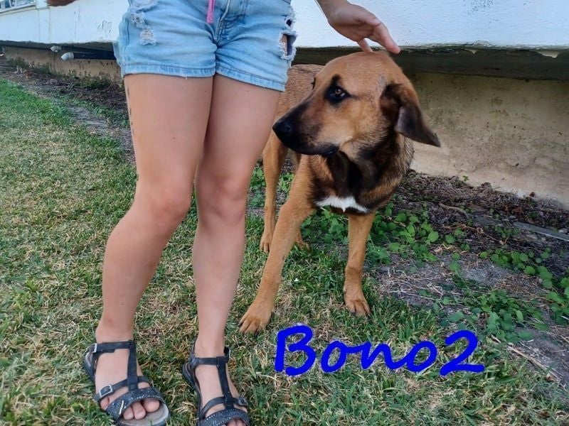 Bono2 geb. 10/2024 (GRC) - entspannter und menschenbezogener Junghund!