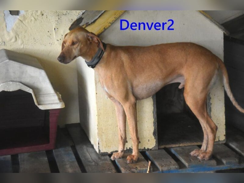 Denver2 geb. 02/2025 (ESP) - verspielter Viszla-Mix sucht Pflegestelle oder liebes Zuhause!