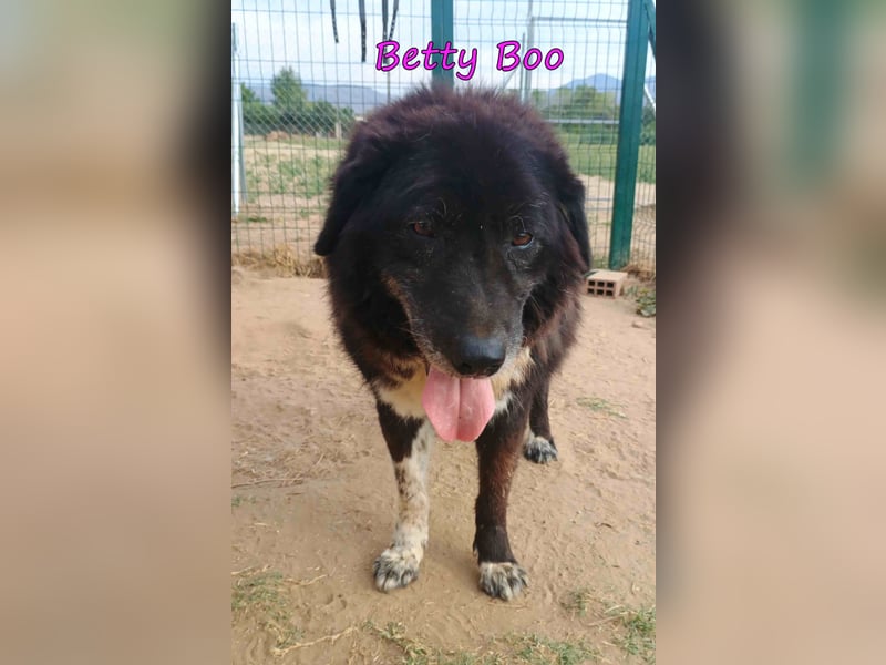 Betty Boo geb. 12/2014 (GRC) - sehr menschenbezogen ältere Dame sucht das Glück!