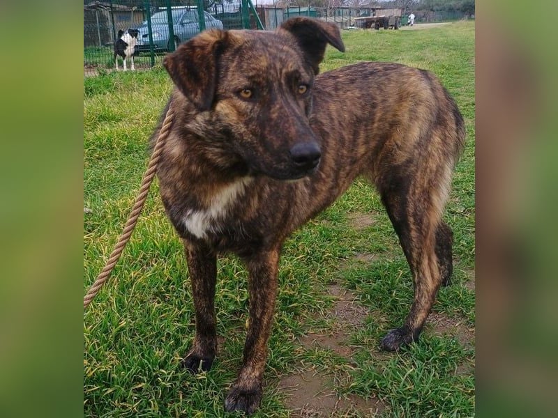 Sally6 geb. 2020 (GRC) - sanftmütige, ruhige und liebenswerte, wunderschöne Hündin!