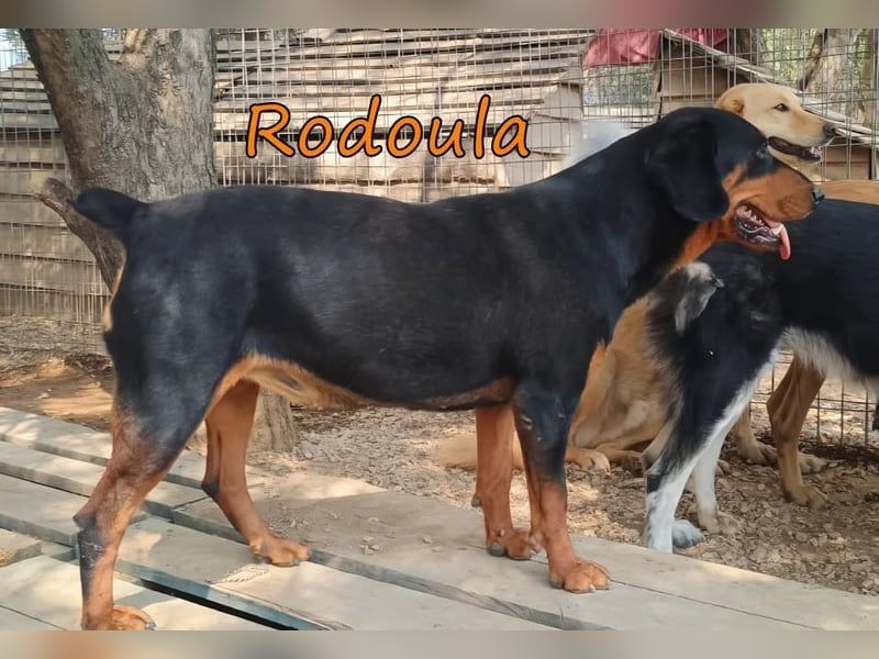 Rodoula geb. 01/2018 (GRC) - sehr ruhige und gelassene, süße und soziale Hündin!