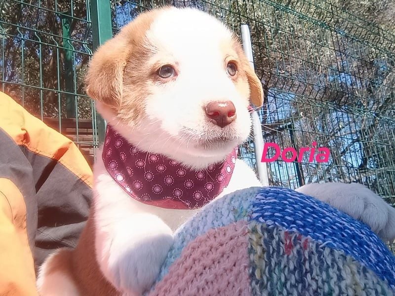 Doria geb. 12/2024 (GRC) - verspielte und verschmuste, kleine Welpin! Doria geb. 12/2024 (GRC) - verspielte und verschmuste, kleine Welpin!