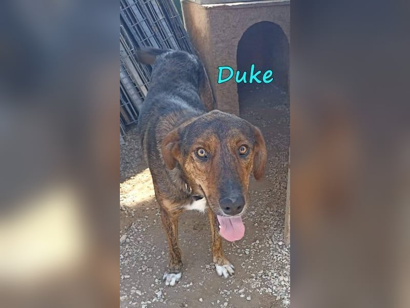 Duke geb. 02/2021 (GRC) - sensibler Rüde möchte endlich das Tierheim verlassen!