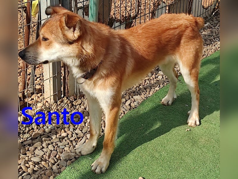 Santo geb. 02/2024 (ESP) - verspielter und lieber Rüde!