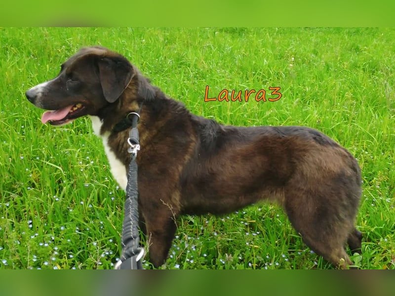 Laura3 geb. 06/2019 (GRC) - schüchterne Schönheit wünscht sich ein ruhiges Zuhause!