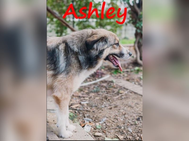 Ashley geb. 07/2023 (GRC) - verspielte und fröhliche, süße junge Hündin!