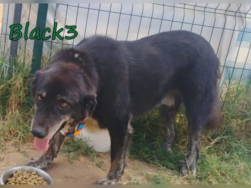 Black3♥️geb. 03/2019 (GRC) - sanfter, liebevoller und verschmuster Rüde!