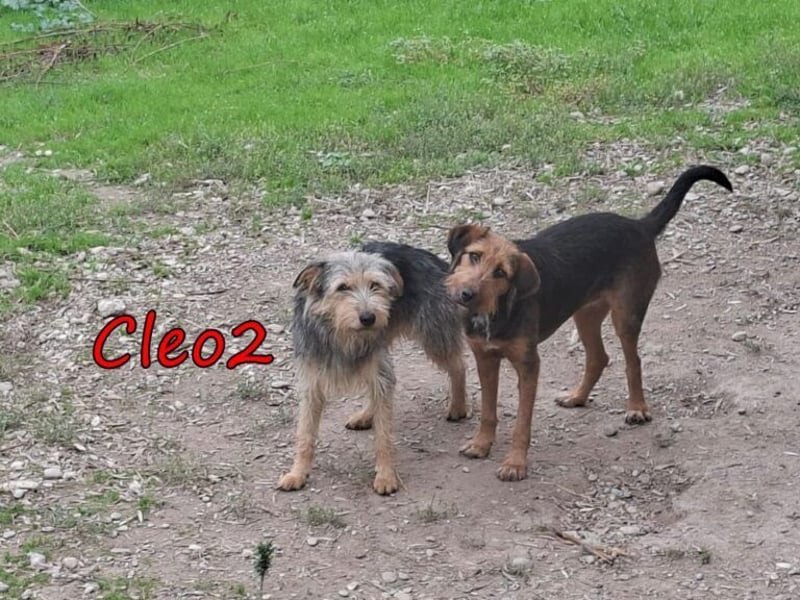 Cleo2 geb. 01/2025 (GRC) - freundliche Junghündin sucht ihr Körbchen oder Pflegestelle!