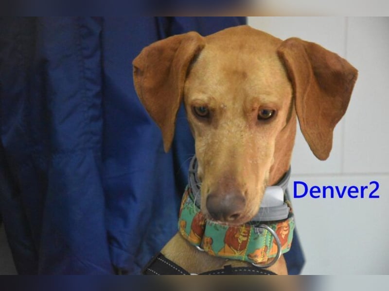 Denver2 geb. 02/2025 (ESP) - verspielter Viszla-Mix sucht Pflegestelle oder liebes Zuhause!