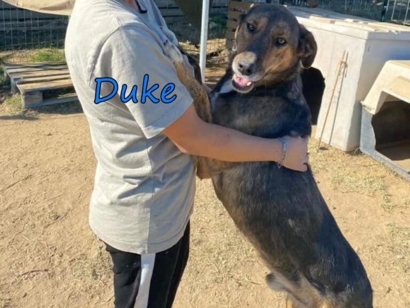 Duke geb. 02/2021 (GRC) - sensibler Rüde möchte endlich das Tierheim verlassen!