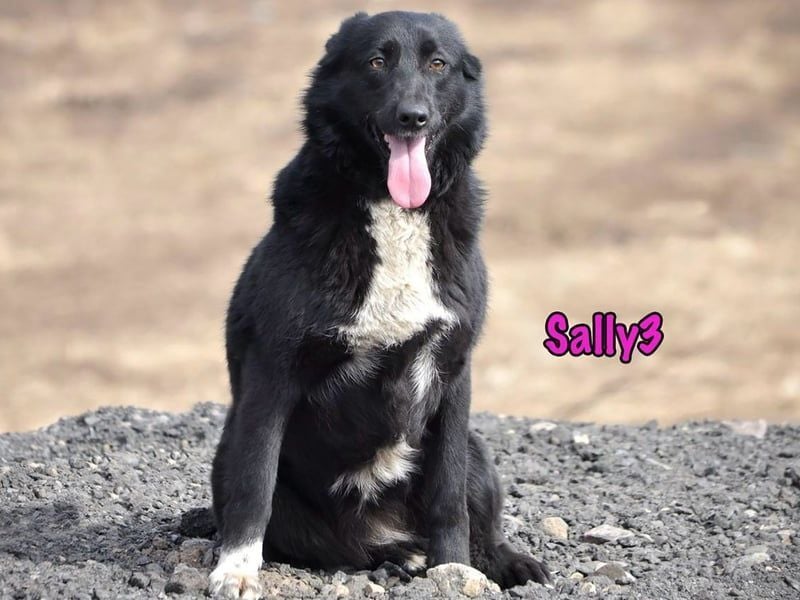 Sally3 geb. 04/2021 - sooo sanfte und verschmuste Hündin sucht liebevolle Menschen!