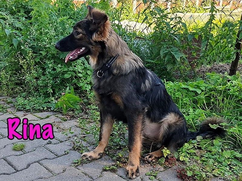 Rina geb. 01/2025 - charmante und verspielte, hübsche Welpin!