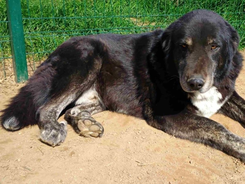 Black3 geb. 03/2019 (GRC) - sanfter, liebevoller und verschmuster Rüde!