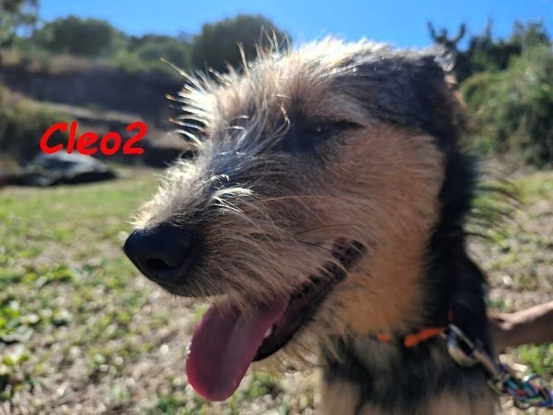 Cleo2 geb. 01/2025 (GRC) - freundliche Junghündin sucht ihr Körbchen!