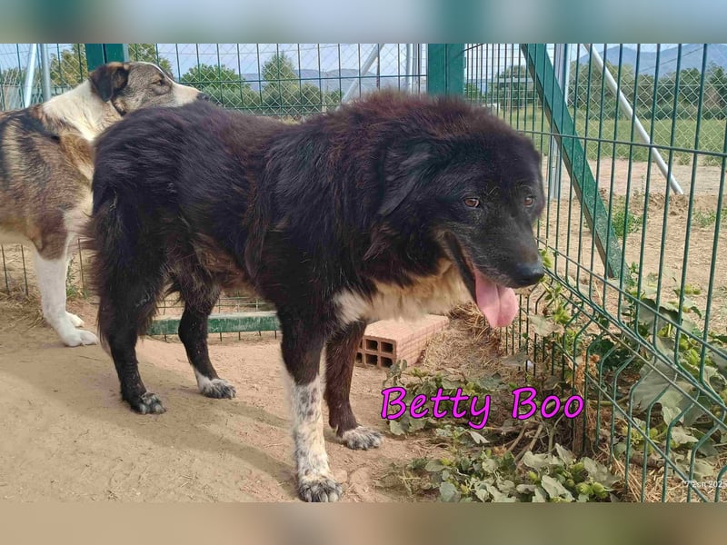 Betty Boo geb. 12/2014 (GRC) - sehr menschenbezogen ältere Dame sucht das Glück!