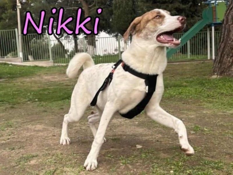 Nikki geb. 03/2025 (GRC) - verträgliche, süße und lernwillige Maus sucht ein Zuhause!