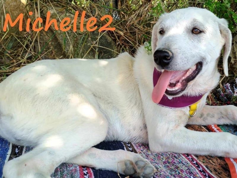 Michelle2 geb. 12/2024 (GRC) - gesellige und ruhige Welpin!