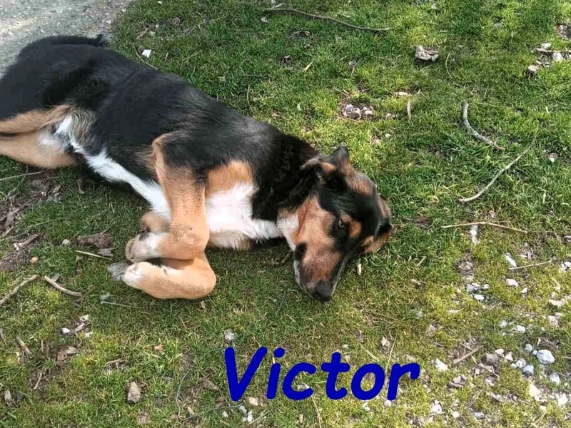 Victor geb. 07/2023 (GRC) - wunderschöner und menschenbezogener Junghund!