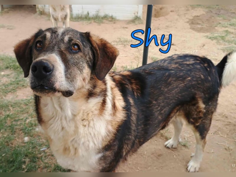 Shy geb. 08/2020 (GRC) Freundlicher und Zurückhaltender Rüde sucht seine Menschen
