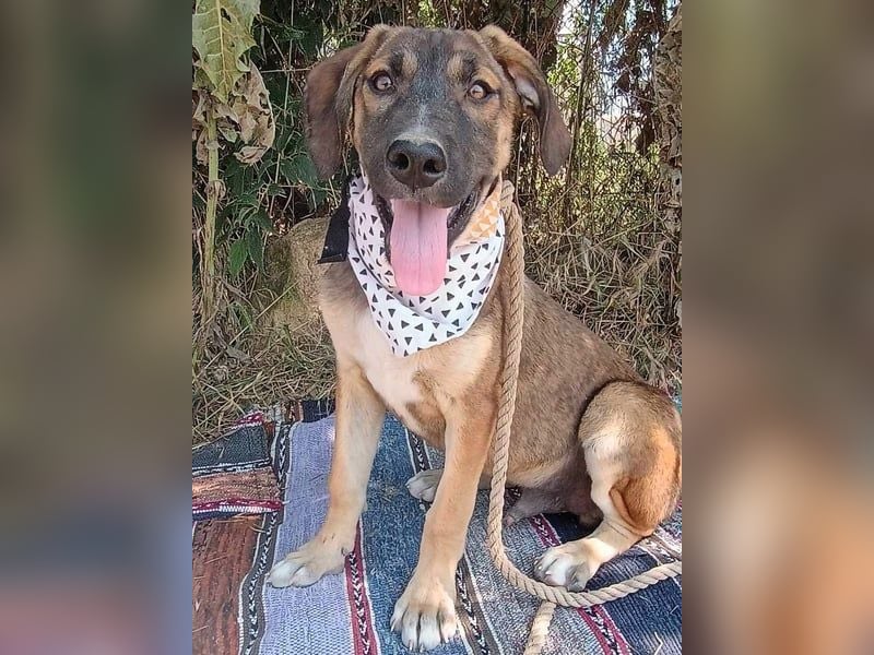 Antonio geb. 01/2025 (GRC) - freundlicher und kontaktfreudiger Junghund!