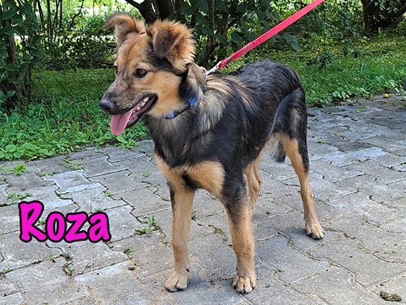 Roza geb. 01/2025 - sanfte und anhängliche, bezaubernde Welpin!