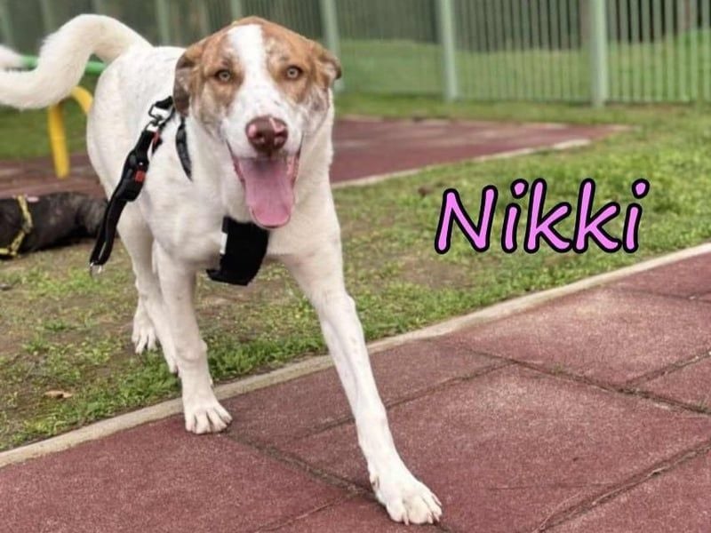 Nikki geb. 03/2025 (GRC) - verträgliche, süße und lernwillige Maus sucht ein Zuhause!