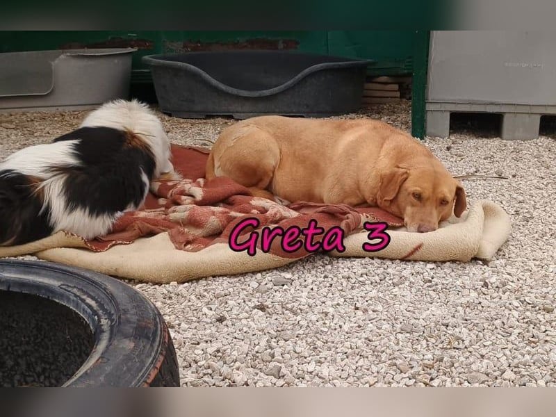 Greta3 geb. 05/2019 (GRC) - freundliche und schüchterne Schönheit will endlich ankommen!
