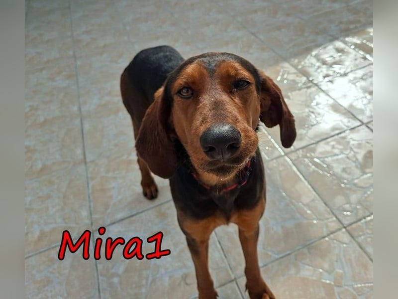 Mira1 geb. 08/2024 (GRC) - menschenbezogene Jagdhund-Mix Dame sucht ein Zuhause!