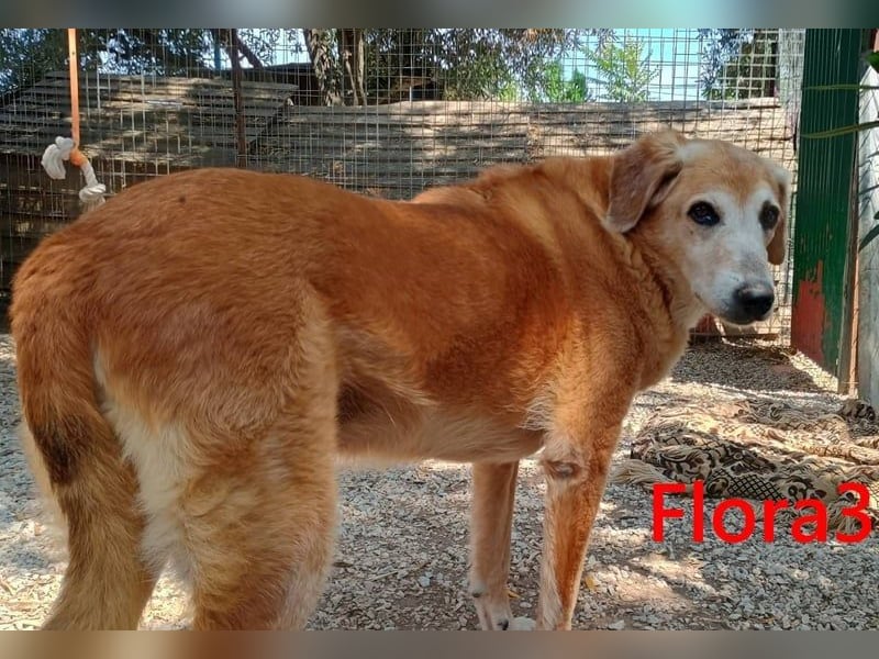 Flora3 geb. 06/2015 (GRC) - soziale Hundedame hat endlich etwas Liebe verdient!