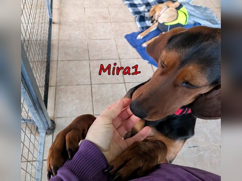 Mira1 geb. 08/2024 (GRC) - menschenbezogene Jagdhund-Mix Dame sucht ein Zuhause!