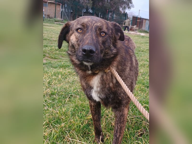 Sally6 geb. 2020 (GRC) - sanftmütige, ruhige und liebenswerte, wunderschöne Hündin!