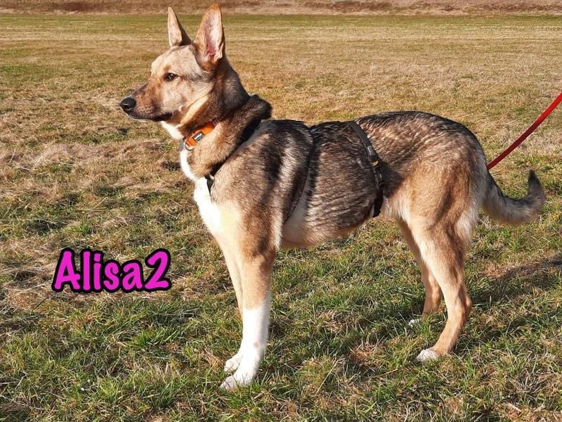 Alisa2 geb. 01/2022 (in Deutschland) - lebensfrohe und sensible Hündin!