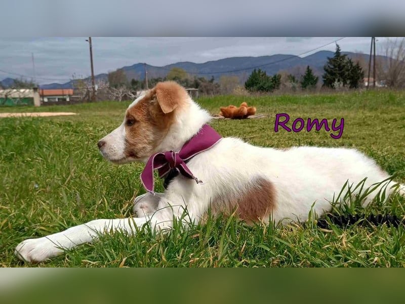 Romy geb. 12/2025 (GRC) - fröhliches und verspieltes Mädchen sucht ein Für-immer-Zuhause!