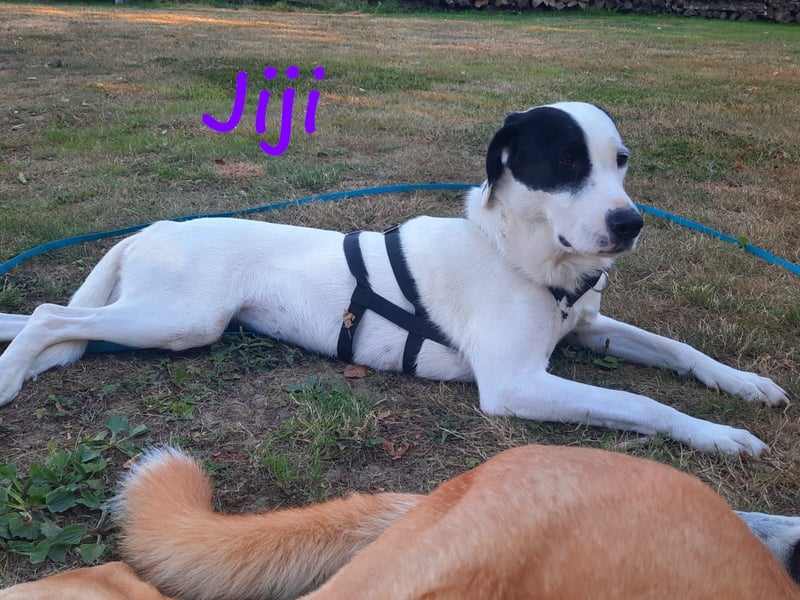 Jiji 07/2023 (in Deutschland) - ruhige und sanfte, wundervolle junge Hündin!