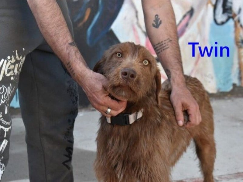 Twin geb. 01/2024 (ESP) - verschmuster und menschenbezogener Hundekumpel!