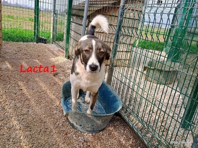 Lacta1 03/2023 (GRC) - menschenbezogenes, junges Mädchen sucht Familie! Lacta1 03/2023 (GRC) - menschenbezogenes, junges Mädchen sucht Familie!
