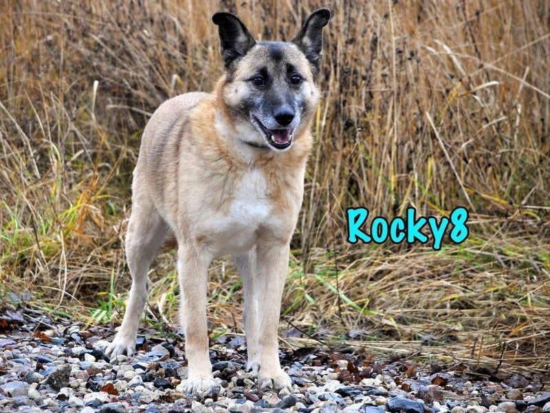 Rocky8 geb. 01/2016 - lebensfroher, geselliger und anschmiegsamer Gentleman sucht sein Happy End!