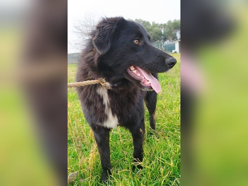 Rover geb. 04/2024 (GRC) - ruhiger, geselliger und liebenswerter Junghund!