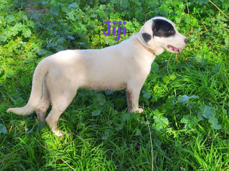 Jiji 07/2023 (in Deutschland) - ruhige und sanfte, wundervolle junge Hündin!