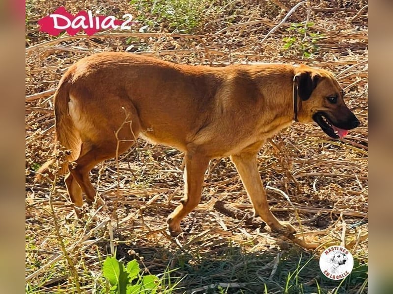 Dalia2 geb. 10/2018 (ESP) - verspielte, sanfte und zurückhaltende Hündin!