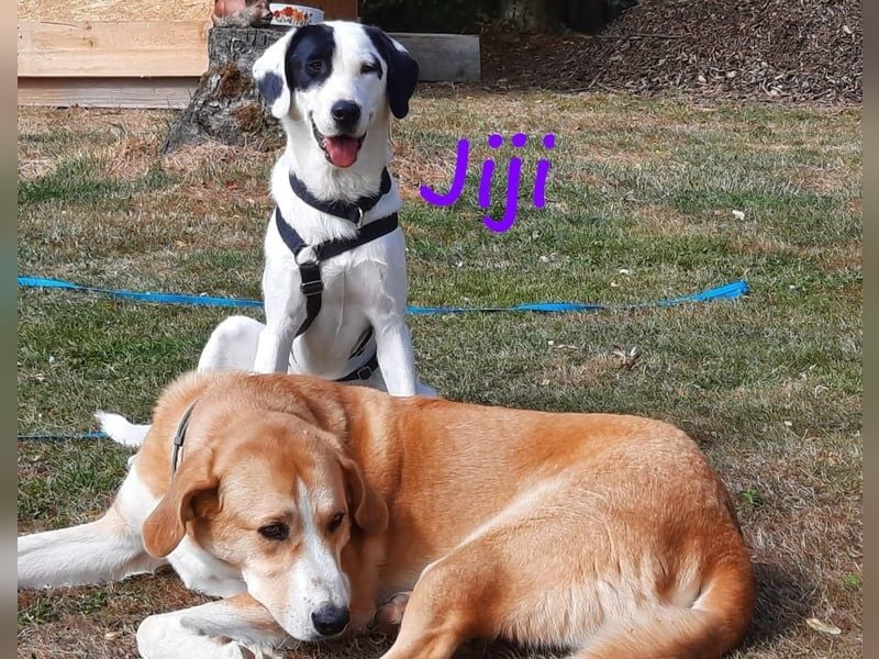 Jiji 07/2023 (in Deutschland) - ruhige und sanfte, wundervolle junge Hündin!