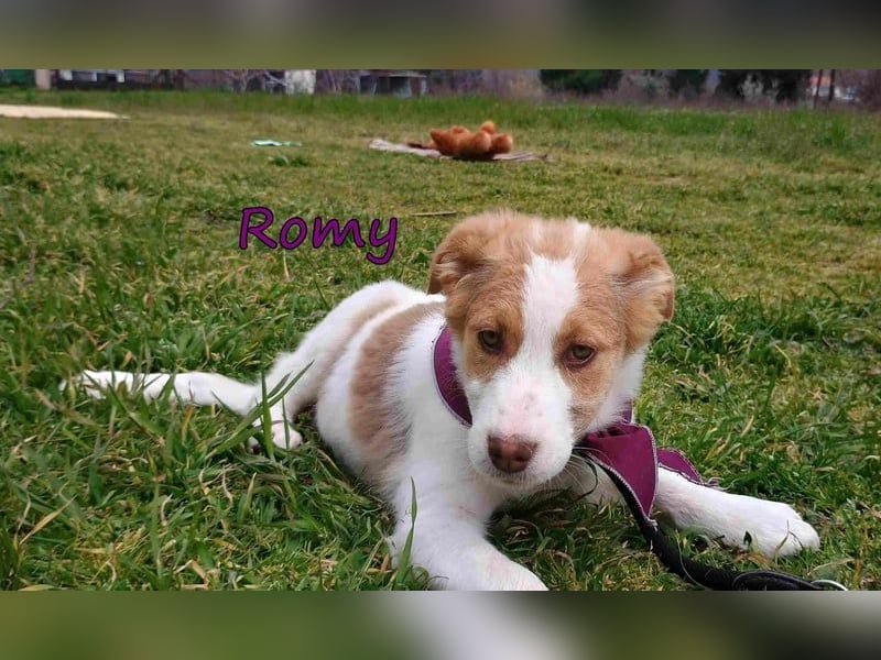 Romy geb. 12/2025 (GRC) - fröhliches und verspieltes Mädchen sucht ein Für-immer-Zuhause!