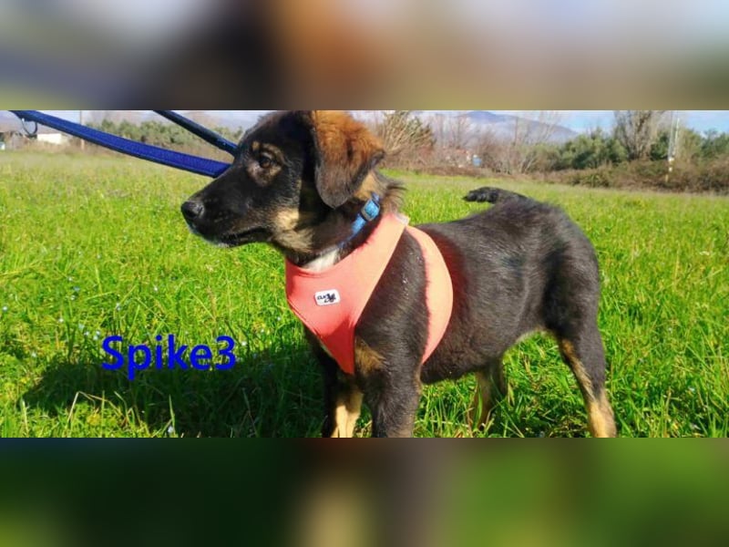 Spike3 geb. 11/2025 (GRC) - geselliges Hundebaby möchte in ein schönes Leben starten!