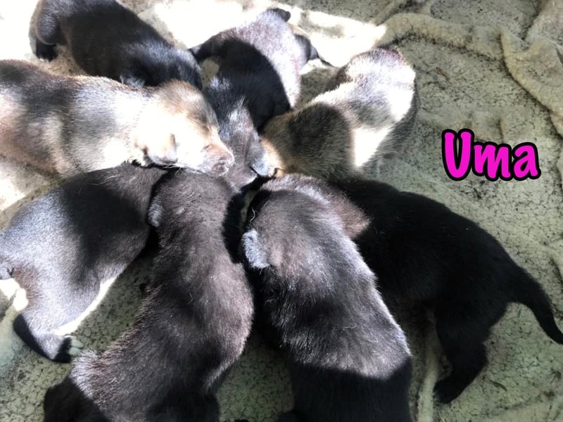 Uma geb. 03/2025 - freundliche und liebevolle Junghündin!